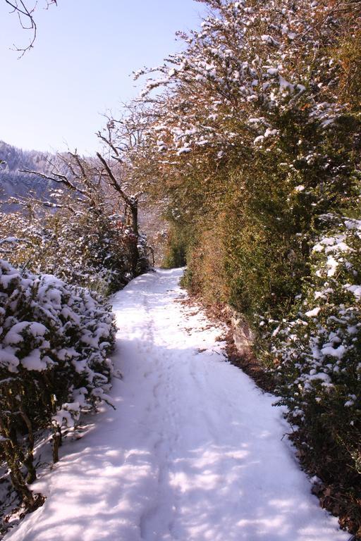 Schenk Schmitz